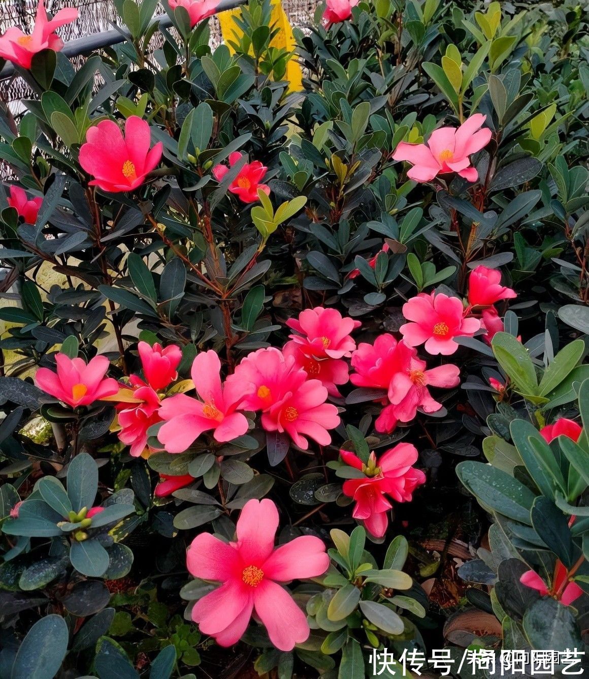 路边的茶花开得很美，千万别买，买回家就凋谢，你是养不好的