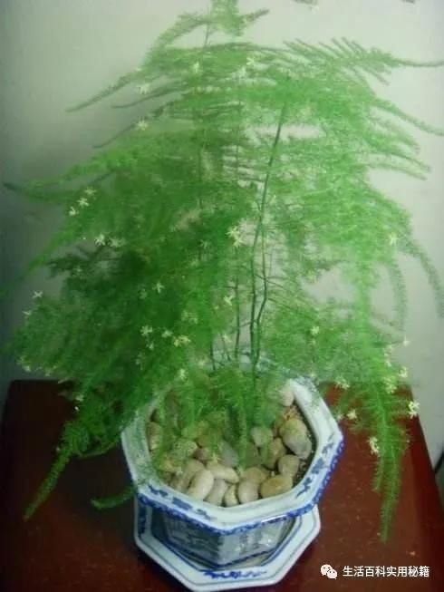 黄落|家里文竹发黄快死了,媳妇用了这1招,立马起死回生