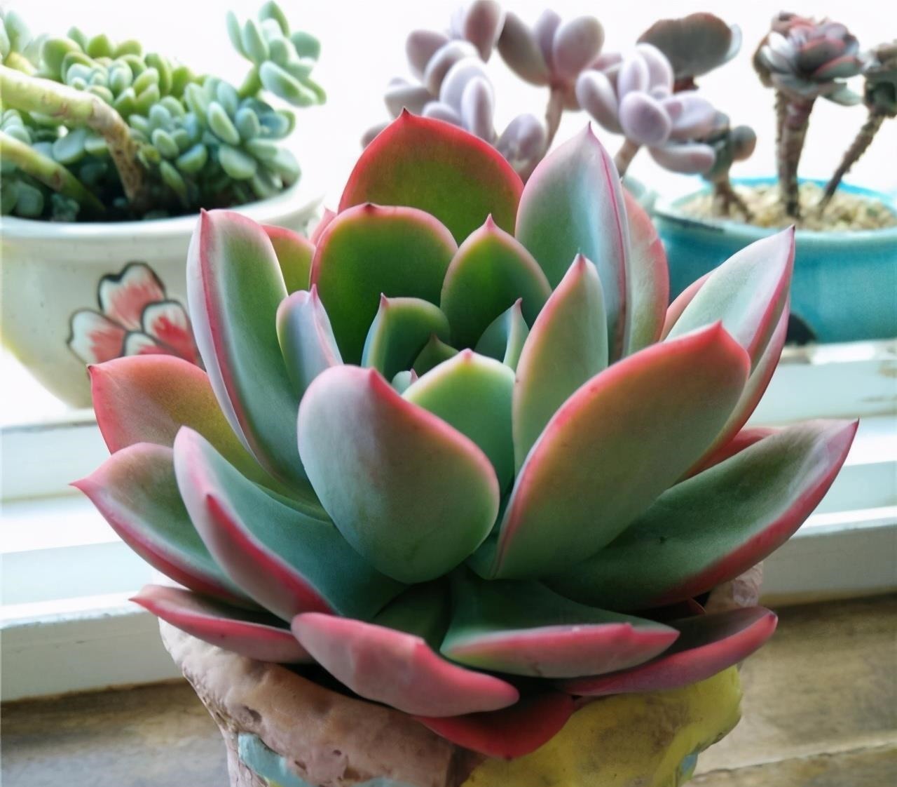 多肉喜“酸”还是喜“碱”?一个配土“小原则”,多肉个个养的棒