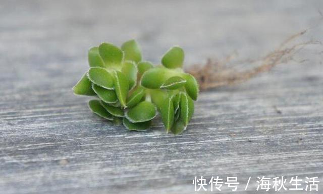 小花|早知道多肉“叶插”是这样，我也不至于都养死，花了太多冤枉钱