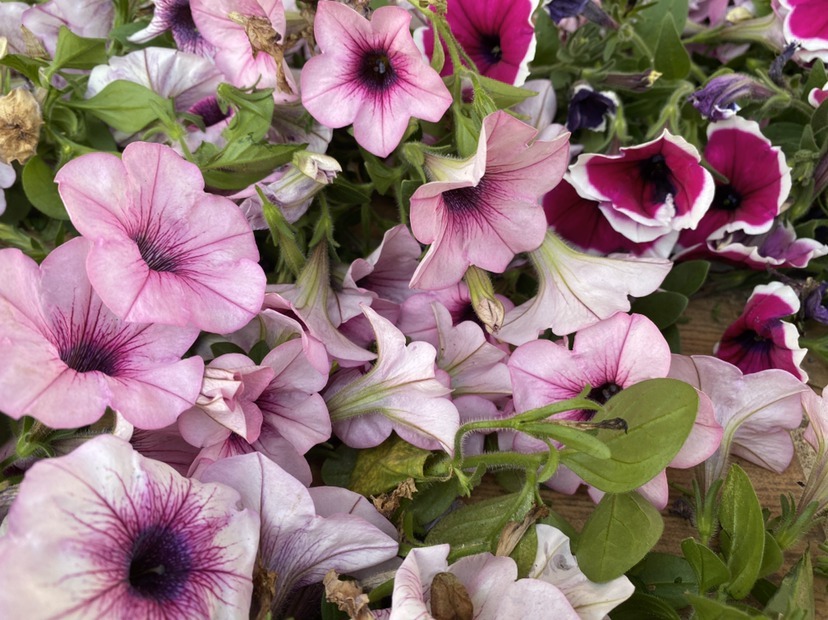 3种花，虽然名字不好听，但开花上百朵，呼呼爆花