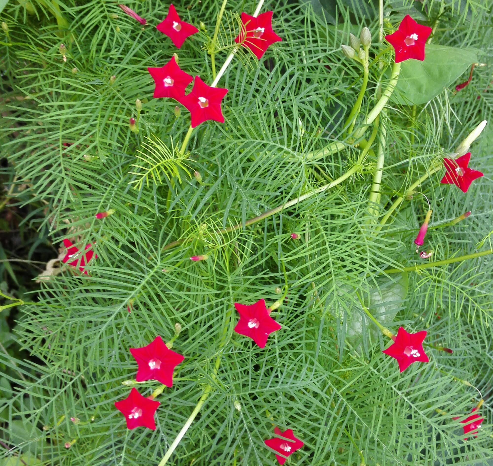 养花试试这几款，花谢之后将残花摘掉，避免它结出种子