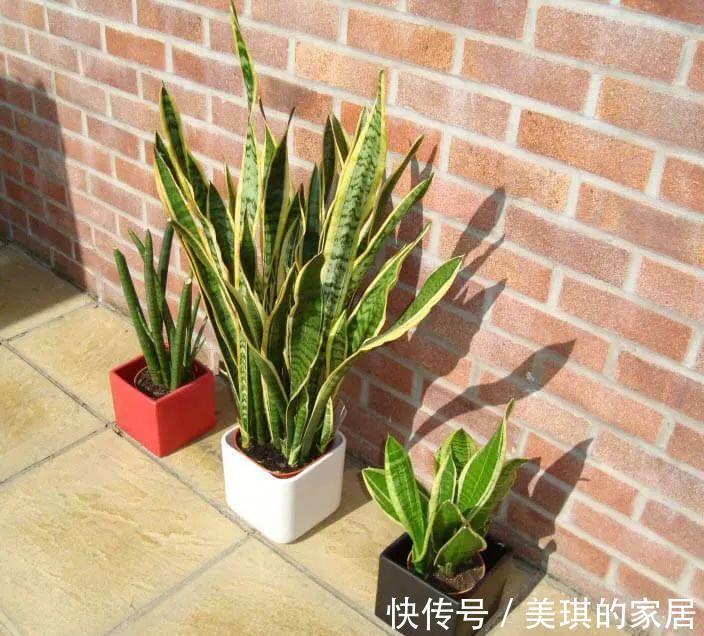 具状|虎皮兰进入8月经常“饿”,从三个方面喂饱它,才爱出小芽