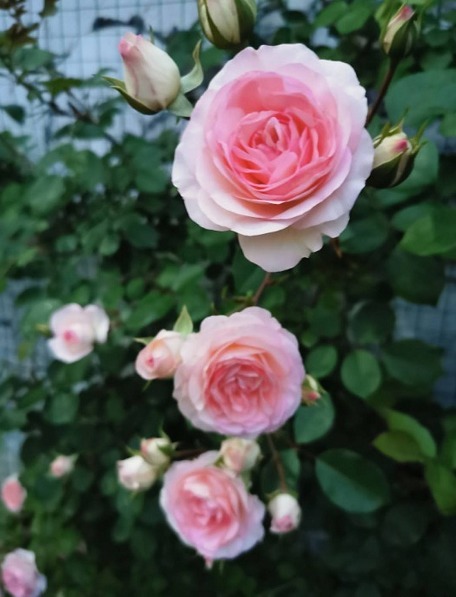 条纹|傻傻分不清的月季，能认出品种算你狠！