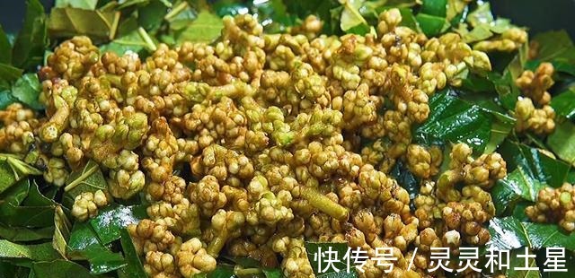 冬季农村人不买枇杷膏,多采这个食材,就能熬大一罐,舒心过冬!