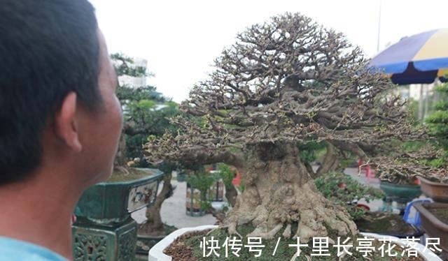 男子出售家中几代人培育的盆景树，要价153万希望找到好买家