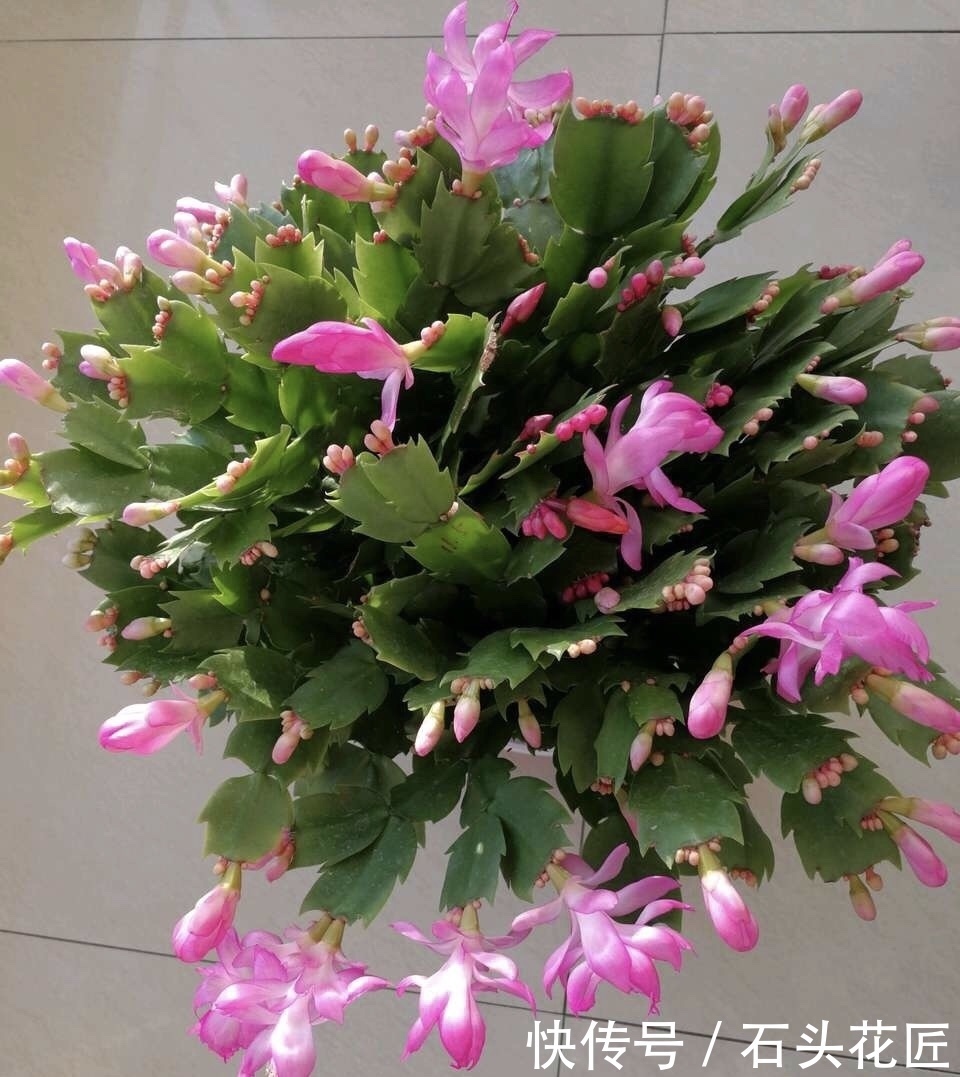 叶片|她繁殖蟹爪兰,就用1把“梳子”,3周长出“胡须根”