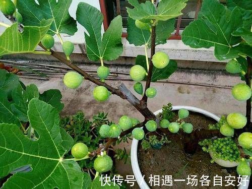 苹果树|阳台再小,也要养4种果树,植株矮小,结果颇多,还能当盆栽欣赏