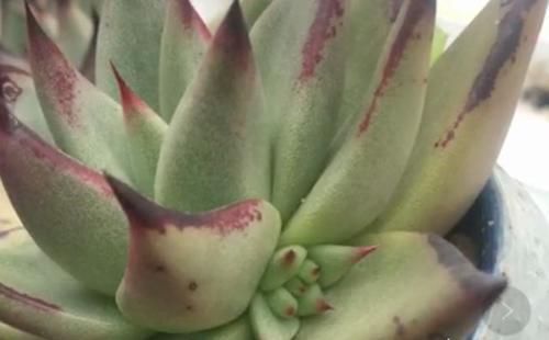 铺面石|多肉下面长的小侧芽,在土里能长出来吗?