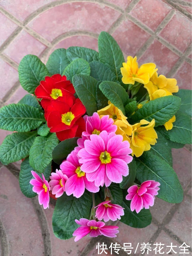 12月逛花市，买3种便宜花，10块钱能买3盆