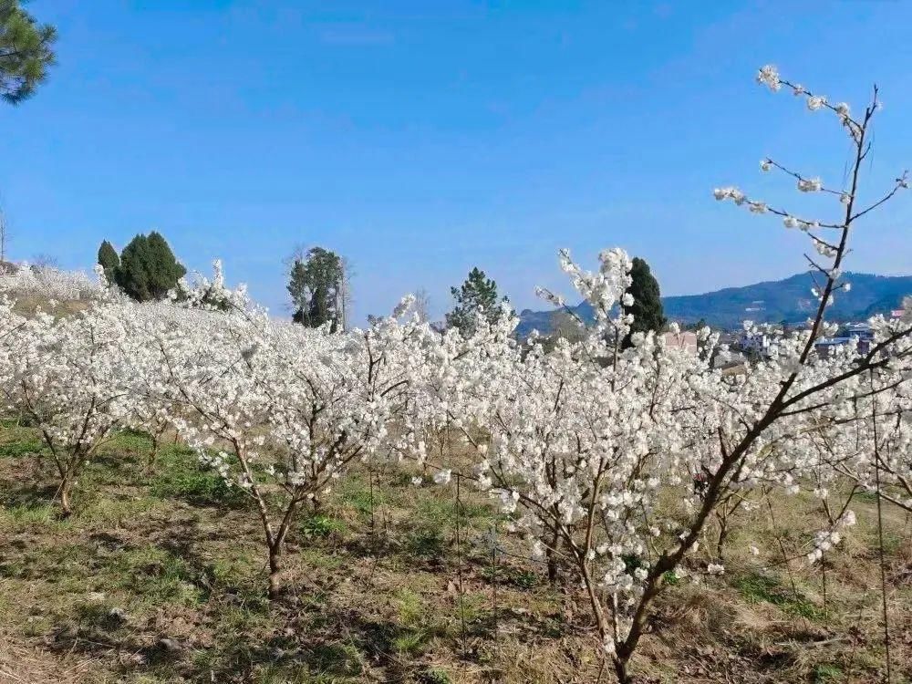 巴渠满目竞芬芳！达州发布带你去“寻春”