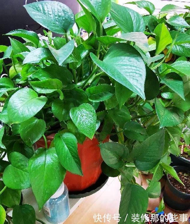 茂盛|绿萝长得慢，用它浇一浇，叶子更绿更多，肥得流油