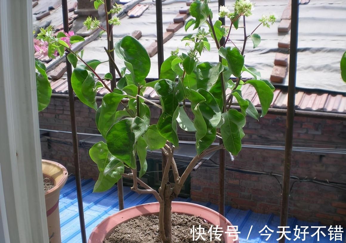 不管扦插什么花卉,在盆中加一点此种营养粉,株株都能够成活