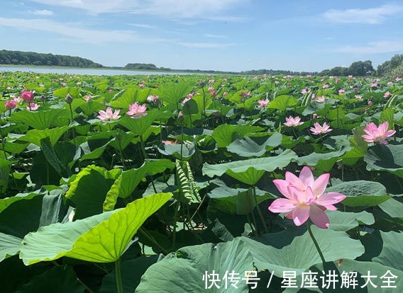 富贵|8月4日起，鸿运当头，4属相发横财桃花旺，大喜登门，日子富贵