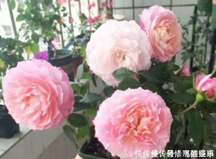 绚丽|4种漂亮花,开花五彩缤纷,绚丽多彩,懒人最爱