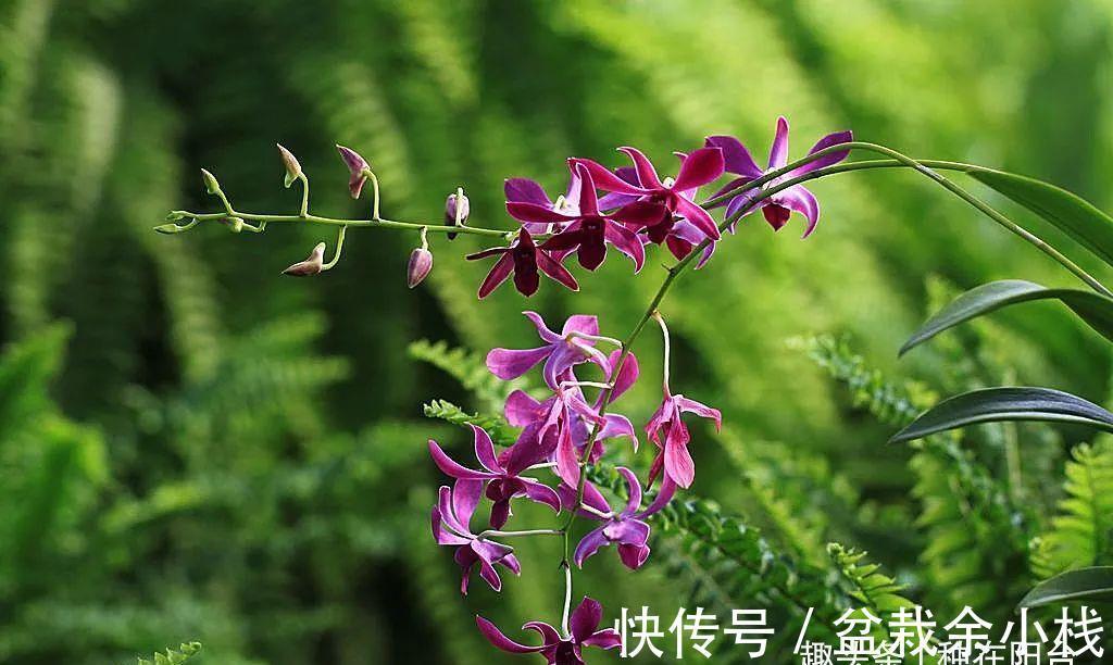 新芽|摸透2个重点，假鳞茎肥大的兰花扦插可轻松驾驭！