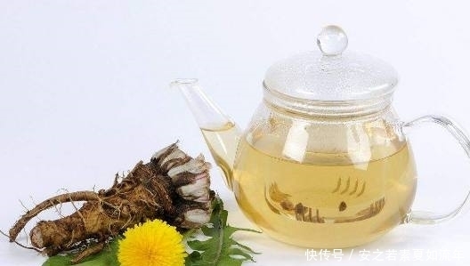 蒲公英根茶是味很好的饮品,但它的这些饮用误区你知道么?瞅瞅