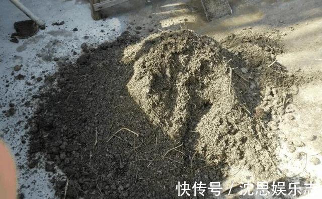 土壤|花盆里长虫子土壤“消消毒”才关键，教你3招，养啥都放心