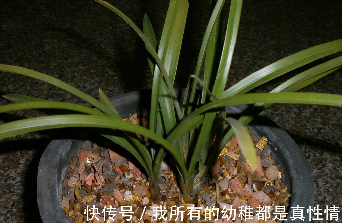 兰花|兰花淋雨长得好?不,有利有弊,掌握住尺度比施肥管用