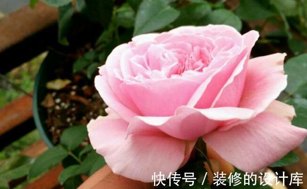 花朵|养花试试这几款,花朵鲜艳夺目,让你家里仙气十足