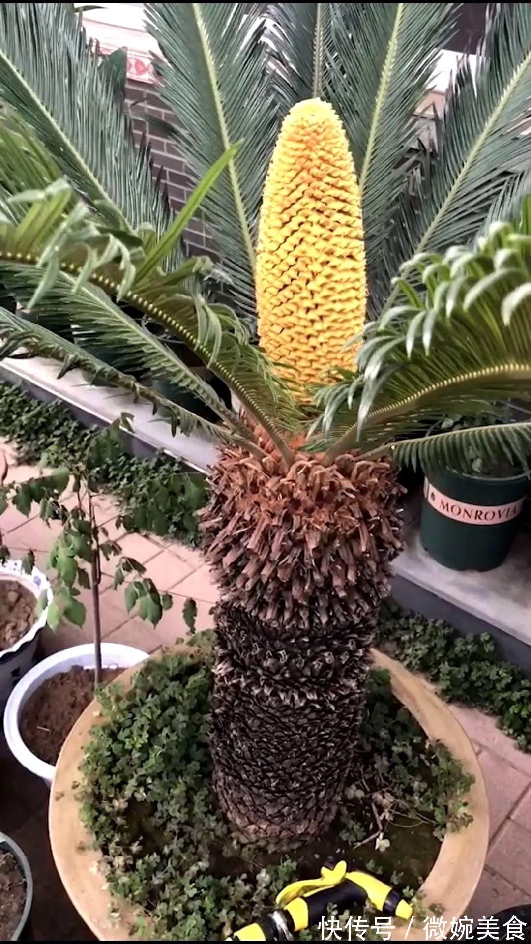 显摆一下我的家丨花开香满院，爱花人在自家庭院建小花园