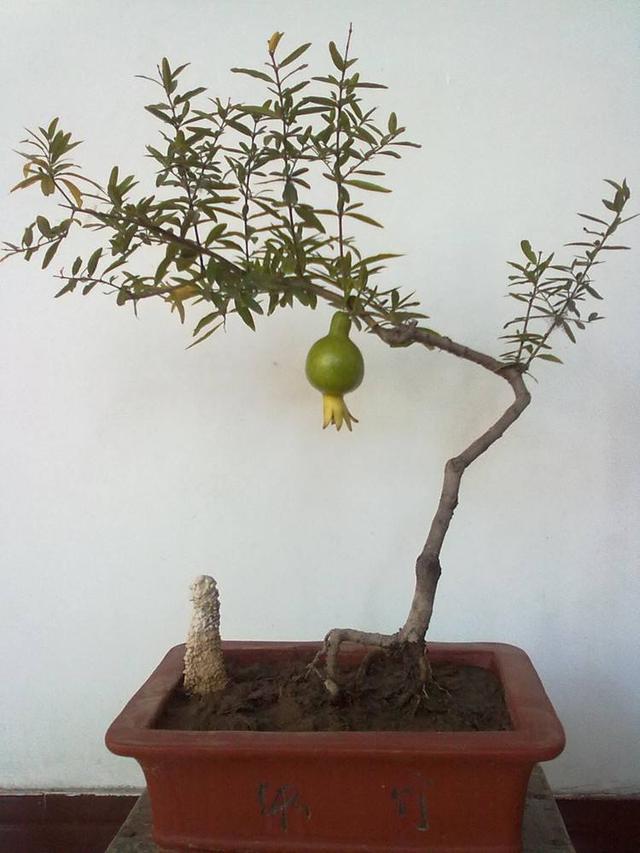 石榴盆景外形美,根系却无法附在石头上,巧用塑料瓶就解决