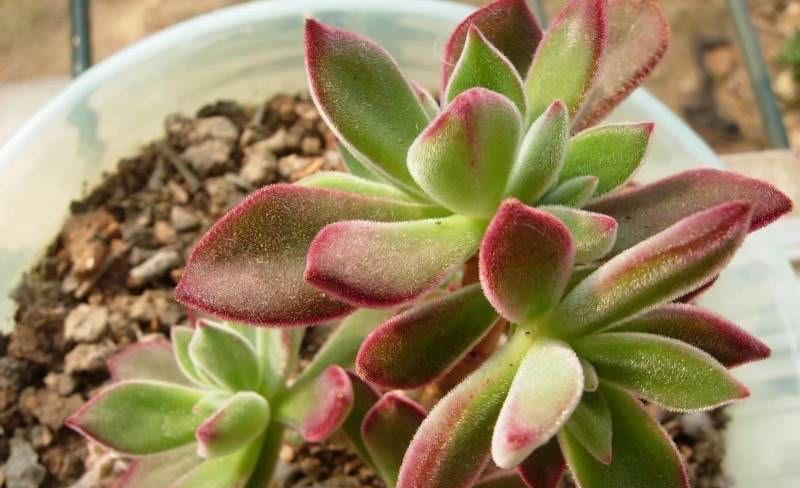 养好多肉锦晃星的2个“技巧”,顺利度夏,叶片肥厚,长成老桩