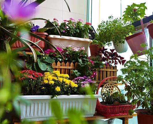 沙漠玫瑰|几种最漂亮的花，不输牡丹月季，花香四溢，四季开花