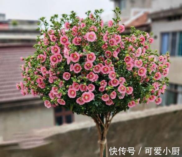 这些花12月要冬眠了,少浇水多晒晒更健壮,安全过冬来年爆盆