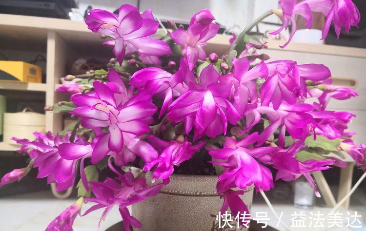 新手|家里必养4种花,好养又漂亮,懒人新手都能养好,美成花海!