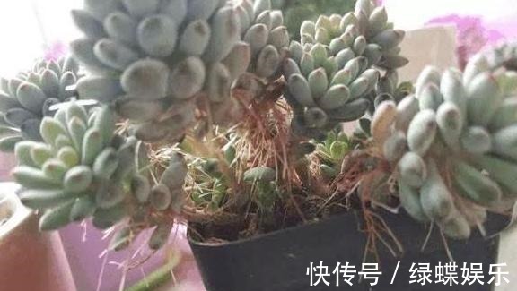 多肉全是“胡须”,这是“求救”信号,多肉爱好者要引起重视!