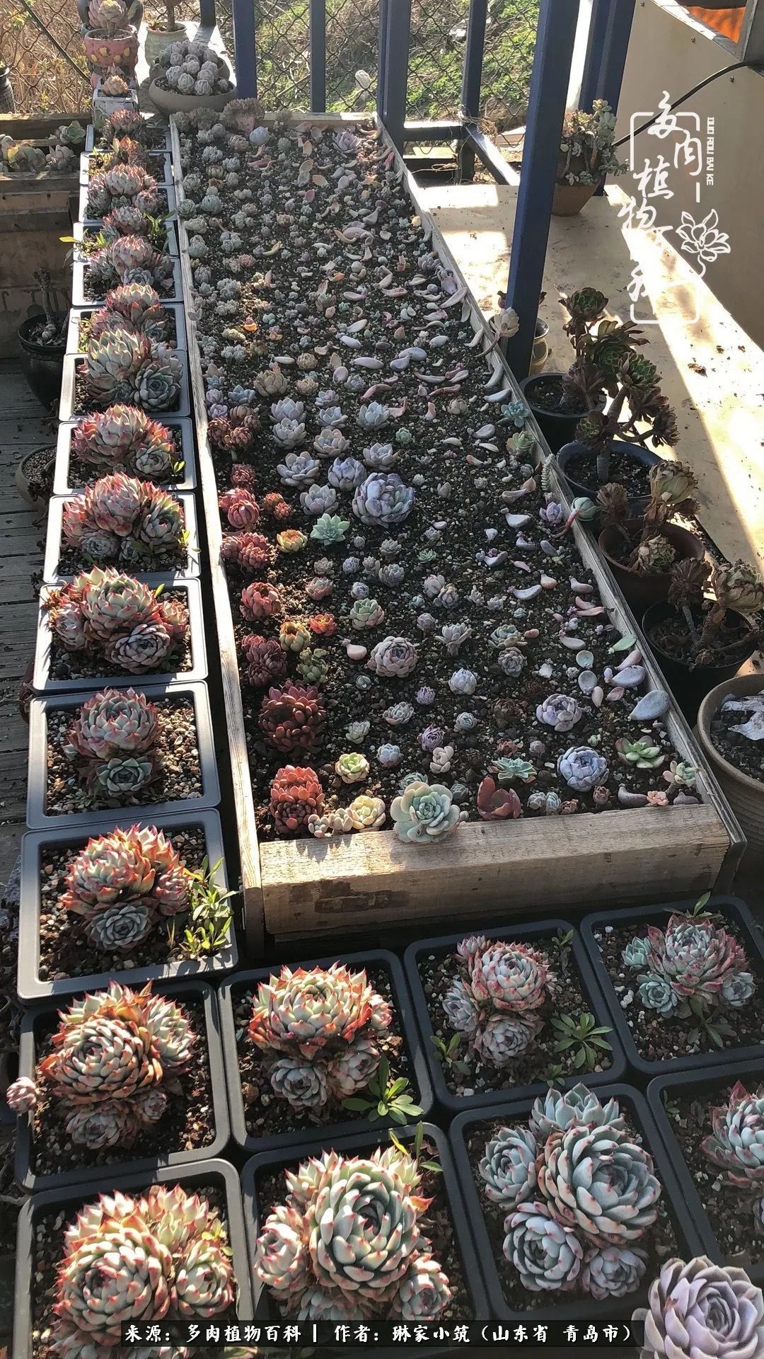 多肉|有史以来最厉害的一场寒潮，治好了我养多肉这些年的“坏毛病”