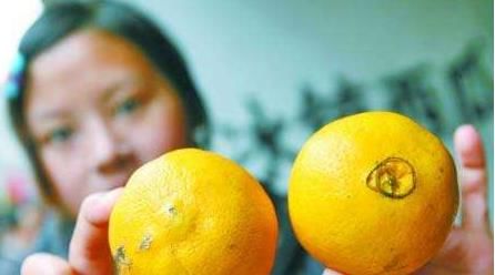 经验|橘子大量上市!教你2招挑“母橘子”,每次买到最甜的橘子!