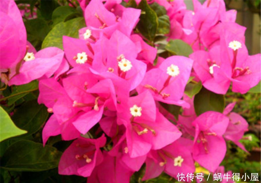 天气回暖,三角梅养护有妙招,早做3件事,花比叶子多,轻松爆盆