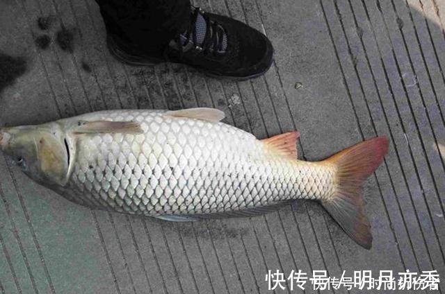 钓鱼|鲫鲤通杀鱼饵配方公开,钓鱼用它旁边钓位鱼都不开口