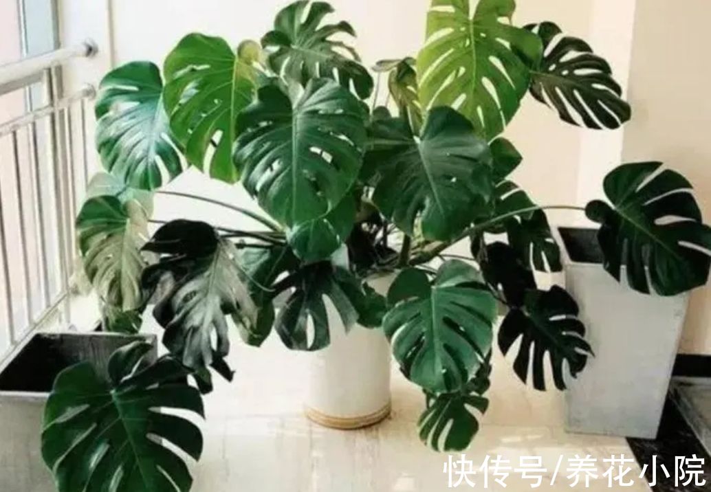 植物|适合养在室内的6种植物，枝叶翠绿，美观又大方