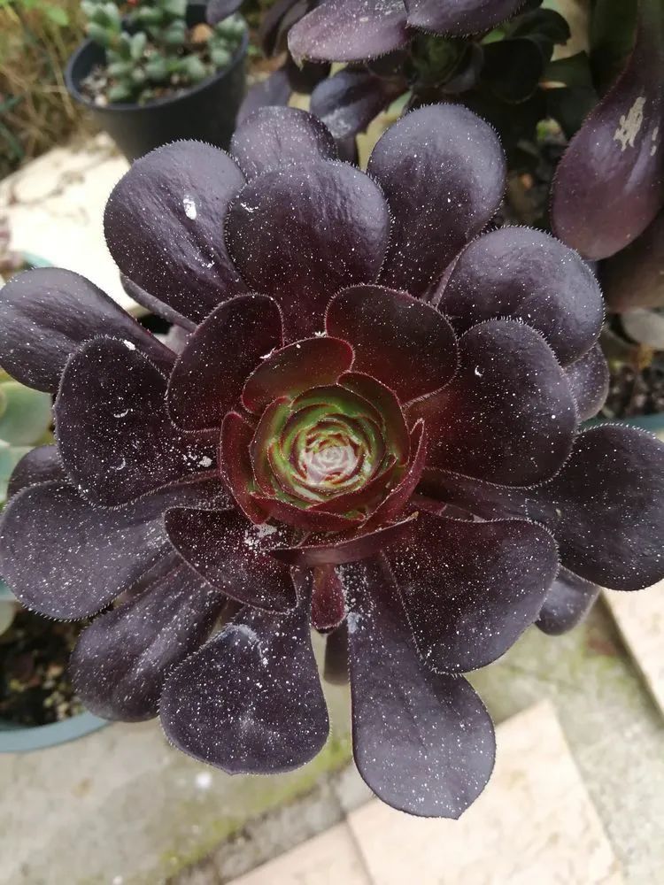 养多肉两年,200多盆养死的不到10盆,记录点点滴滴!