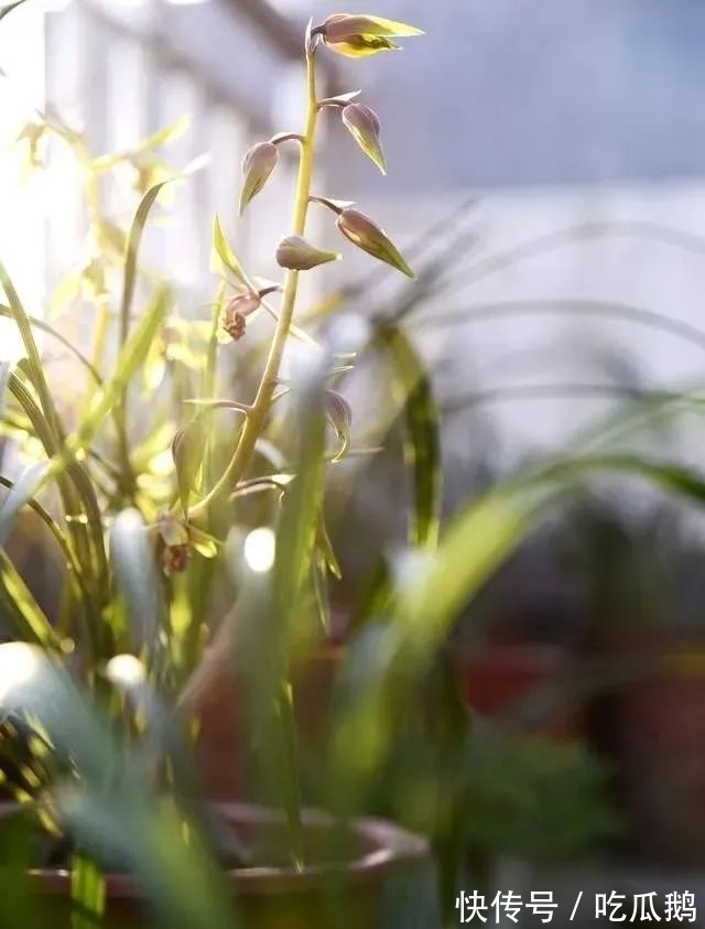 兰花发现空根，只需依照这3步操作，当年就能新根满盆