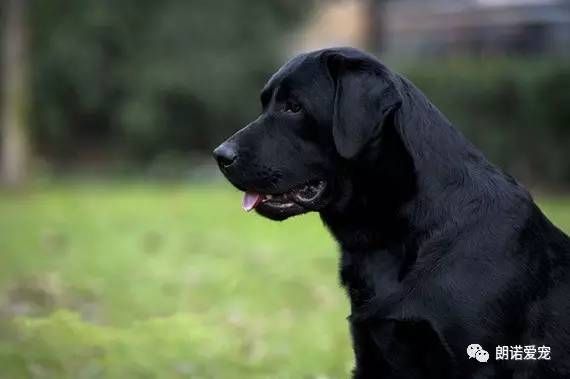 拉布拉多寻回犬的名字由来 快资讯