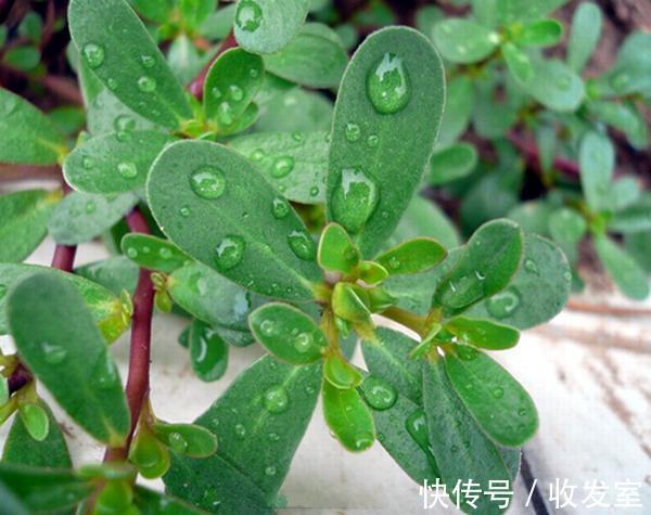 叶茂盛|脚气奇痒难忍只需用它泡脚,不花一分钱,轻松告别脚气烦恼