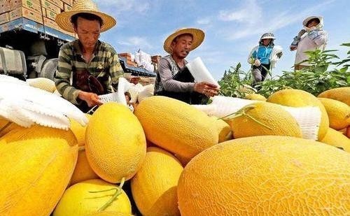 改过来|400年前康熙叫错一水果名,国人跟着错了400年,至今还没改过来