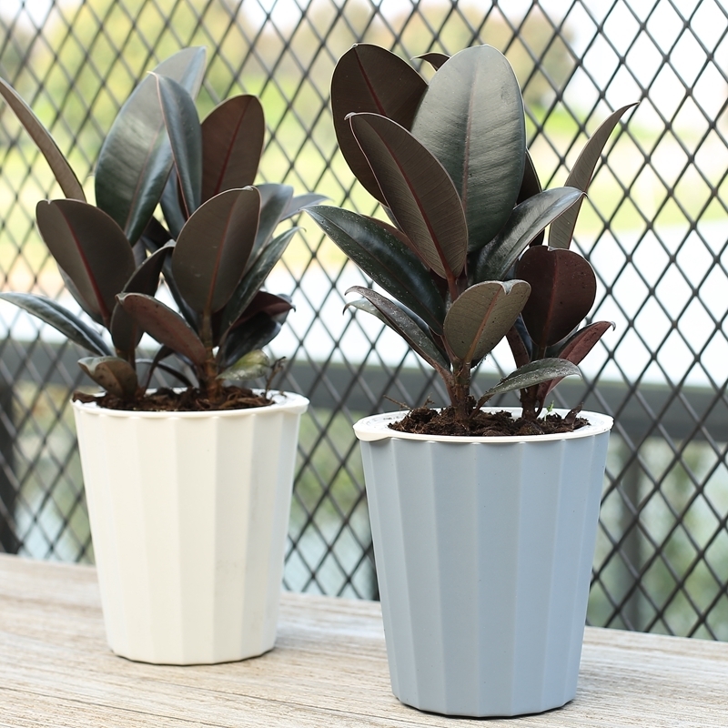 有一种花叫“养不死”,全年开花200天,养在家里全家身体健康