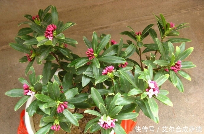 花海|这4种花香四溢的盆栽,花期长,种在土里长得快,庭院变花海