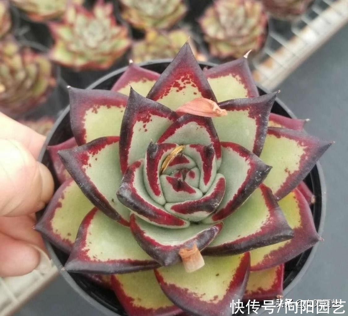 幼苗|多肉乌木，用大盆种，还是用小盆种？大盆种出来的乌木更霸气