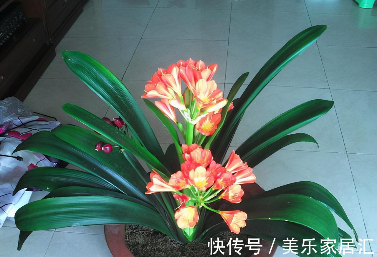 客厅不要乱养花,5种盆花才正门楣,为家纳福,养人养身