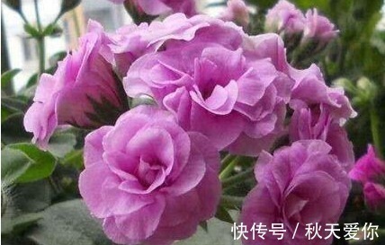 夏日|它花开如“玫瑰”,好养如绿萝,折个枝,插土就活,一开一大团