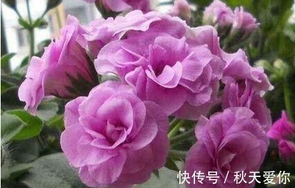 夏日|它花开如“玫瑰”，好养如绿萝，折个枝，插土就活，一开一大团