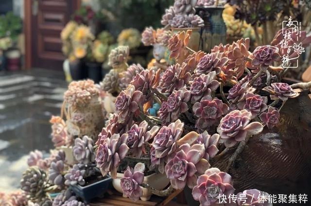 在茜的多肉小院里,花时间种快乐!在茜的多肉小院里,花时间种快乐!