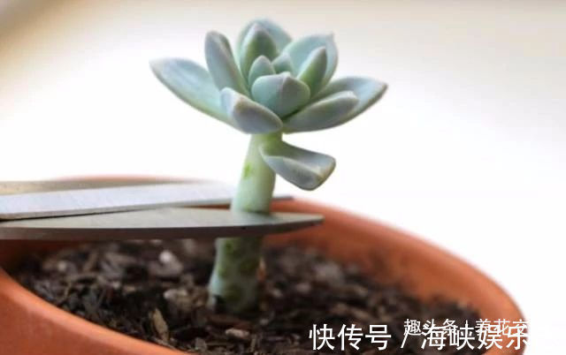 叶片|这三种简单方法可以繁殖多肉植物，叶片、枝条和侧芽都可培育