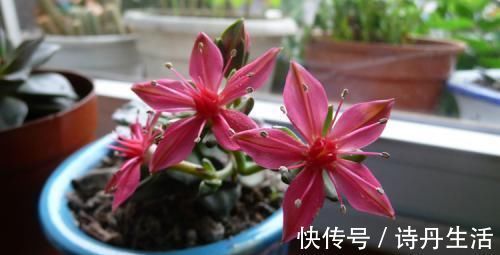 鲜艳|此款冷门多肉,开花鲜艳漂亮,人称“花仙子”,养过的人不多